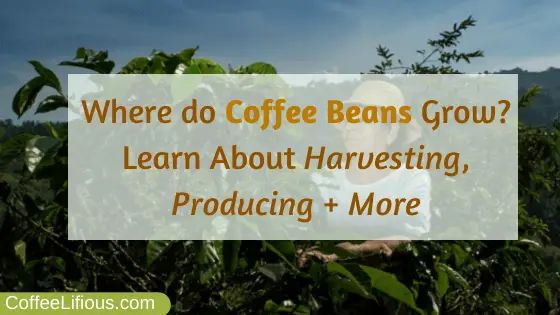Where do coffee beans grow