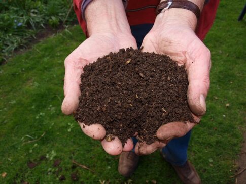 How to dispose of coffee grounds, compost in a hand