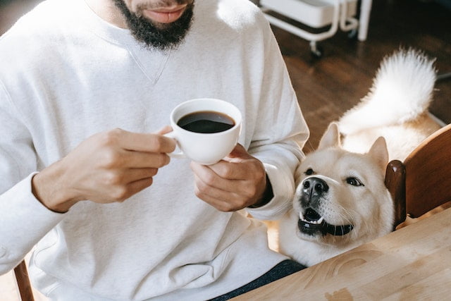 Can dogs drink coffee, a dog looking at a cup of coffee