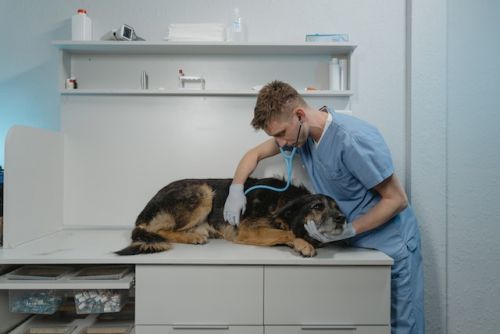 Can dogs drink coffee, a sick dog being examined by a veterinarian