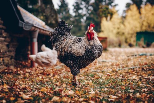 Can Chickens Eat Coffee Grounds, a male chicken in a barn