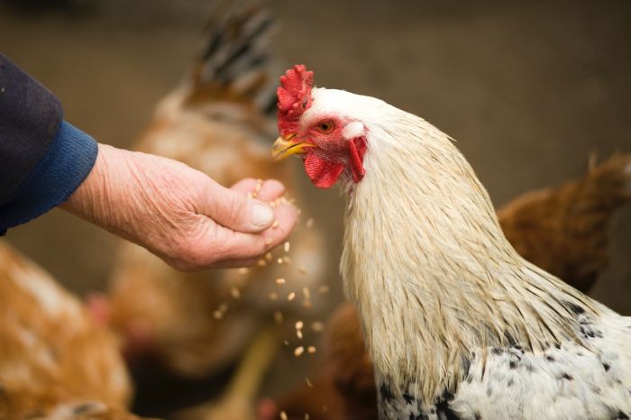 Can Chickens Eat Coffee Grounds, featured article image