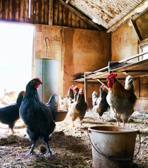 Can Chickens Eat Coffee Grounds, many chickens in a barn