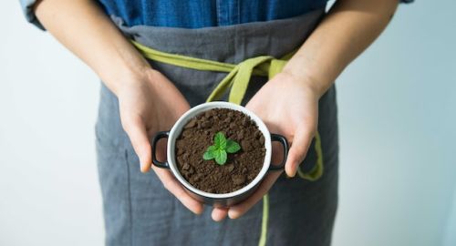 Can You Reuse Coffee Grounds, a person holding a small plant
